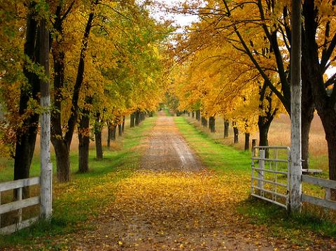 How Did the Words Driveway and Parkway Originate and What is the Difference Between a Driveway and a Parkway?