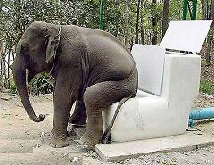 elephant pooping
