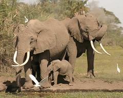 elephants communicate with low frequency sounds