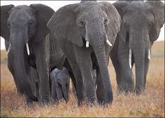 How Many Different Species of Elephants Exist on Earth Today and How