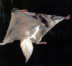 How Does a Flying Squirrel Fly