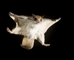 How Did Flying Squirrels Get Their Name