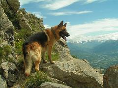 german shepherd