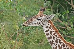 giraffes eat twigs and leaves