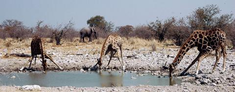 giraffes drinking water