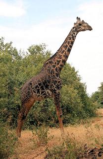 giraffes have long necks