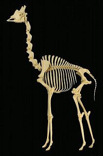 How Long is a Giraffe's Neck and How Many Vertebrae Does a Giraffe Have in its Neck?