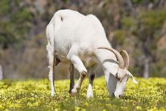 goats eat shrubbery and weeds