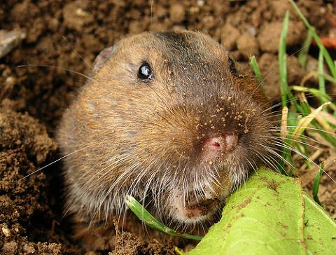 How Did the Gopher Get its Name and What Does the Word Gopher Mean in French