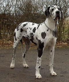 great dane