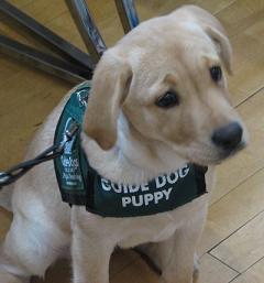 Labrador guide dog