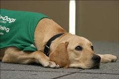 guide dog resting