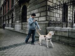 guide dog leading blind person