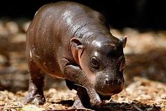 pygmy hippopotamus