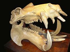 hippopotamus skull and teeth