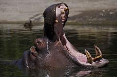 hippopotamus communicates with a grunt