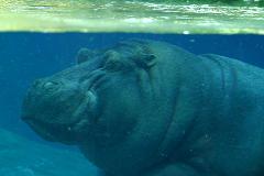 hippopotamus means water horse