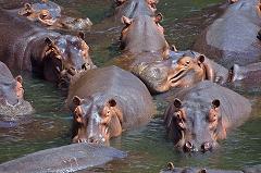 hippos spend all day in the water
