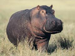 hippos don't sweat blood