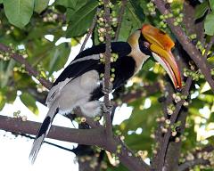 hornbill