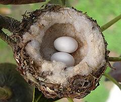 hummingbird nest