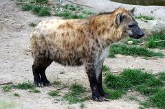 hyenas are not related to dogs