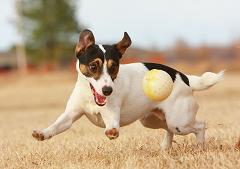 jack russell terrier