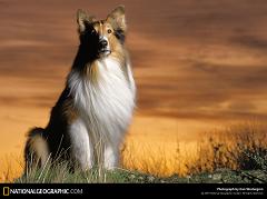 lassie