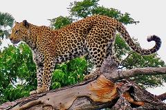 spots leopards camouflage why cats stripes tigers lions plain but leopard irregular forests shining leaves sun through