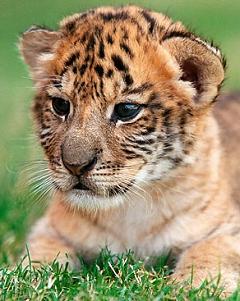 liger cub