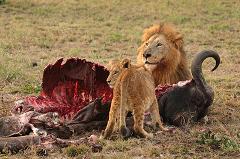 lion eating prey with cub