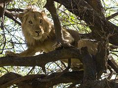 tree climbing lion in Tanzania East Africa