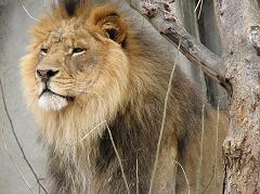 male lions have manes