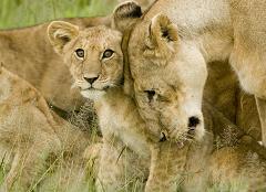 lion and cub