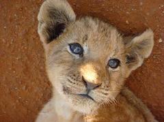 lion cub