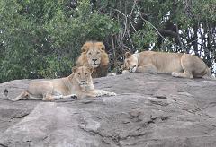 lions are organized into prides