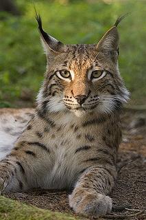 lynx wild cat