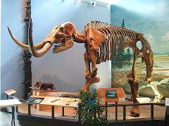 mastodon skeleton from the ice age