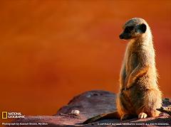 How Did the Meerkat Get its Name