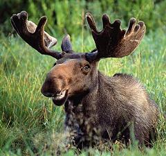 The Moose is the Largest Species of Deer in the World