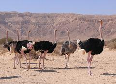the ostrich is the fastest animal on two legs