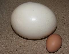 ostrich egg