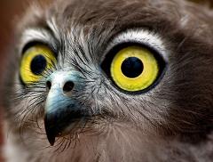 owls have big eyes