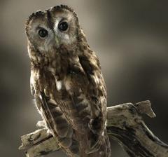 How Far Can an Owl Turn its Head and Can an Owl Turn its Head 360 ...