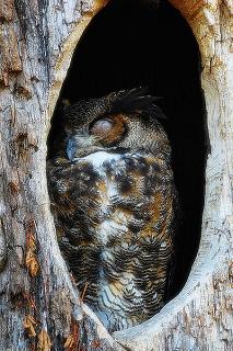 owl in its nest