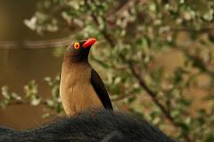 oxpecker bird