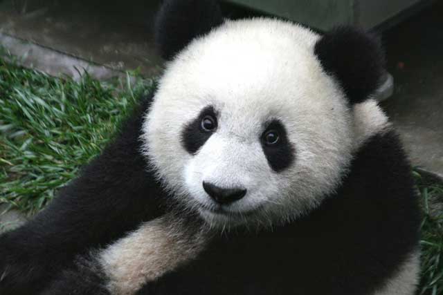 How Did the Giant Panda Bear Get its Name