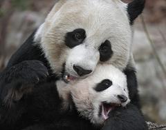 How Long is the Giant Panda Bear's Gestation Period and How Many Babies