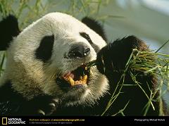 What Do Giant Panda Bears Eat and Are Pandas Carnivorous Meat Eaters