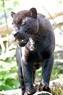 black panther a melanistic jaguar